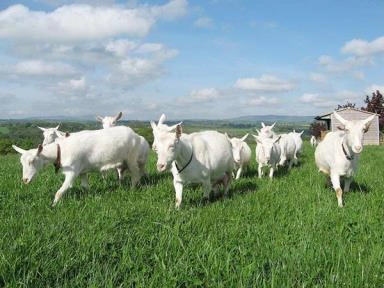 A group of white goats grazing in a green rural field.