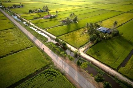 Green paddy fields divided by a narrow road, seen from above.